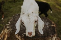 Image 3 of FARM Mini with Lambs |  March 14  | Deposit