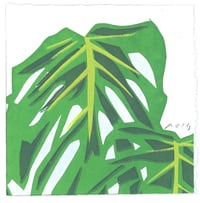 #116 Monstera 2