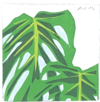 #117 Monstera 3