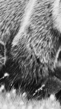 Image 4 of Giclee print “Momma bear knows best” 2021