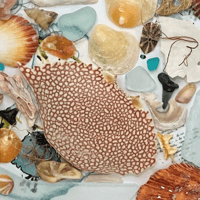 Image 2 of Specked Crab