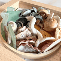 Image 2 of Seashell Wall