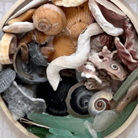 Image 3 of Seashell Wall