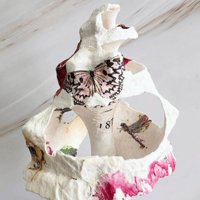 Image 1 of Horse Conch XL