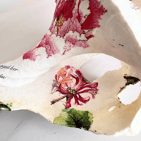 Image 3 of Horse Conch XL