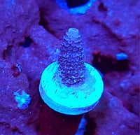 TGC Insane Millepora 
