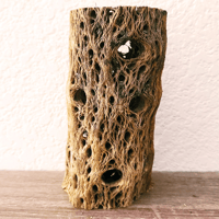 Image 1 of Cholla Cactus