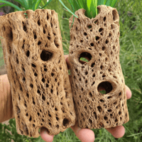 Image 3 of Cholla Cactus