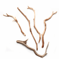 Image 3 of Manzanita Reptile