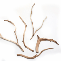 Image 2 of Manzanita Reptile