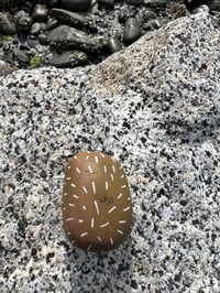 Image 4 of Prickles the Porcupine Rock 🦔🤎