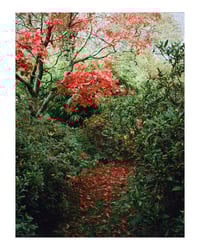Tree Print