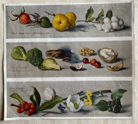 Eliot Hodgkin vintage print from a publication (A)