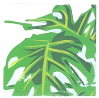 #142 Monstera VII