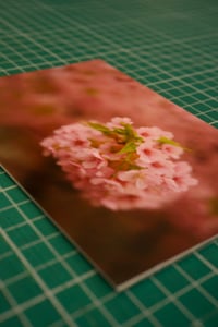 Image 3 of Up Close with Cherry Blossom