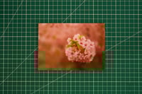 Image 2 of Up Close with Cherry Blossom