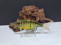 Image 1 of Sanger Custom Lures- Slim Shad colorway #43