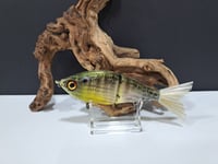 Image 1 of Sanger Custom Lures- (Perch)