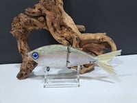 Image 1 of Sanger Custom lures- Slim Shad colorway #19
