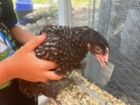 Cuckoo Maran chick