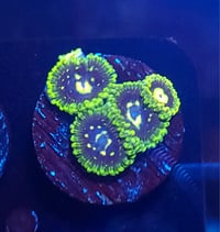 Exosphere (5 polyp min)