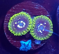 Exosphere Zoa (3 polyp)