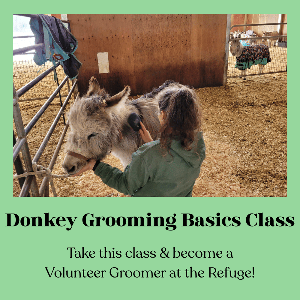 Image of Donkey Grooming Basics Class