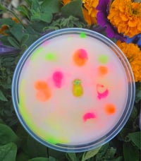 Image 15 of Pineapple upside down cake colada - A Rockytop Wax Works exclusive custom houseblend fragrance 