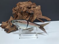 Image 4 of Biggs Custom Baits- Minnow Threadfin  