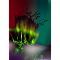 Image 2 of Miki's Moss (A2)