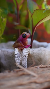 Image 3 of Gummy Frog - Watermelon