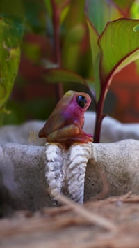 Image 1 of Gummy Frog - Watermelon