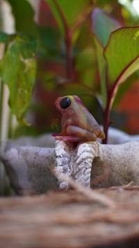 Image 2 of Gummy Frog - Watermelon