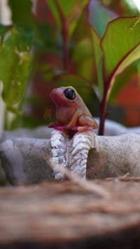 Image 5 of Gummy Frog - Watermelon