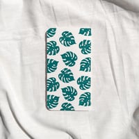 Image 2 of Monstera Deliciosa