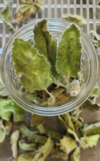 Image 4 of White Betony (Dried)