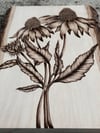 Echinacea
