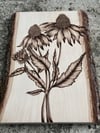 Echinacea