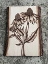 Echinacea