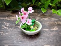 Image 2 of Miniature Koi Pond: Gold Fish and Pink Orchid