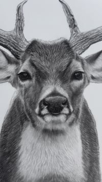 Image 5 of 18x24 Original art “Prince of the forest” 2025