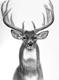 Image 1 of 18x24 Original art “Prince of the forest” 2025