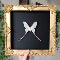 RARE ! Female Chinese moon moth