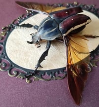 Image 2 of Giant Flower Beetle
