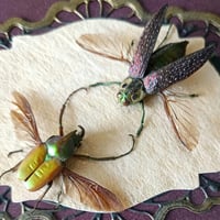 Image 2 of Set of Beetles