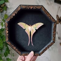 RARE ! Pink Spirit Moth