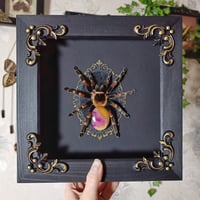 Image 2 of Mexican Flame Knee Tarantula