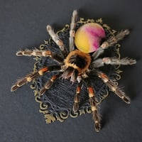 Image 3 of Mexican Flame Knee Tarantula