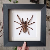 Image 1 of Wessel's Tiger Ornamental