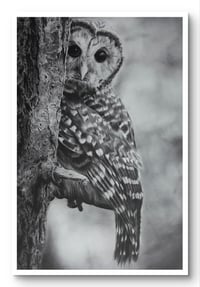 Giclee print “Peek-A-hoo”